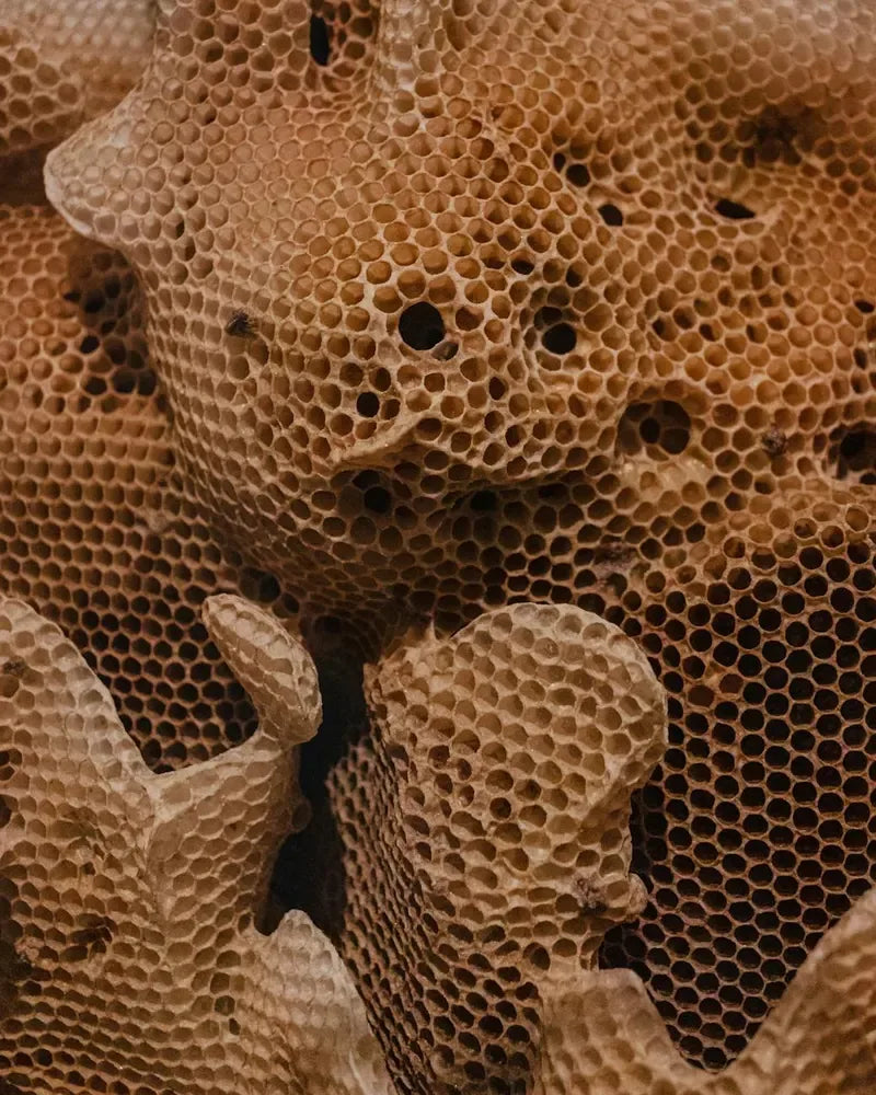 Honey dripping from a wooden dipper into a small jar